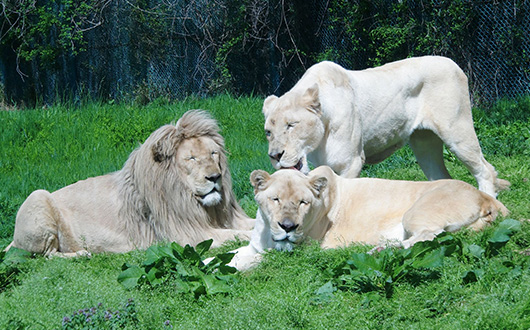 那須サファリパーク